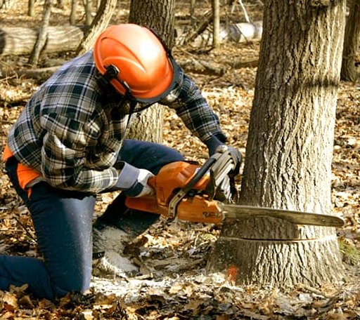 Tree Removal in Ruby, SC